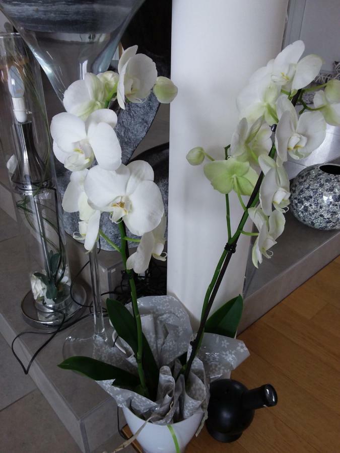L'Orchidee Lassay-les-Chateaux Exterior foto